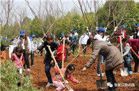 张家口有80个孩子可免费种植+认领专属海棠树！